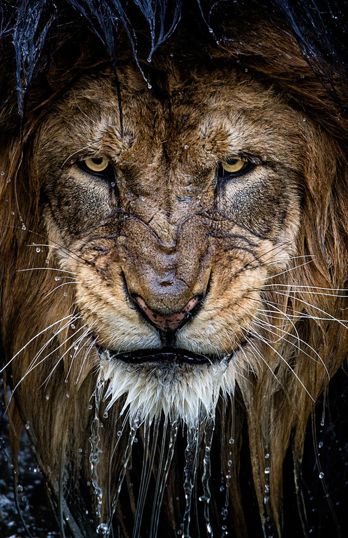illuminatizeitgeist:  “Just because you see the lion’s teeth, don’t assume