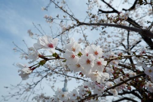 桜は散り際が近付くと花芯が紅くなる。.台東区側の桜の枝が短くなっていたのは、昨年の台風19号で折れたからかな。オリンピックイヤーなのに随分大胆に切ったな…と思っていたけど。 (台東区立隅田公園)htt