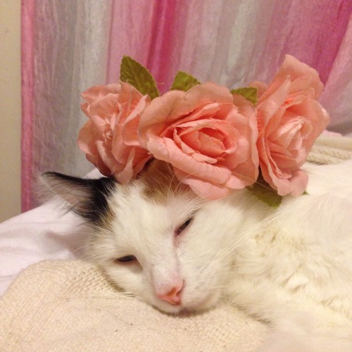 loki-laufysbum: Flower child.