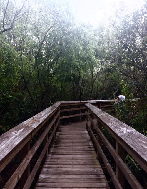 estinemermet:  On the way, down to the jungle.