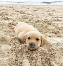 babyanimalgifs:  I am seal pup now