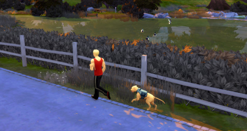 Reiner took Boomer for a nice, long, picturesque jog through Windenburg on Harvestfest.