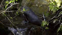 chalkandwater:Southern fur seal pups in Kaikoura (NZ) have figured out a way to avoid taking their first swim in predator-filled waters. By travelling up a nearby stream, they reach a secluded waterfall pool where they can learn vital swimming skills