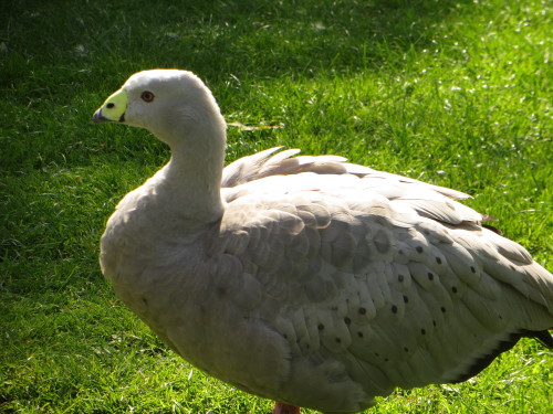 The Cape Barren or Pig Goose is one of the rarest geese in the world, found mostly in small islands 