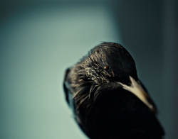 nbchannibal:  A starling? Quiet sheep? *skeptically glares at Bryan Fuller*