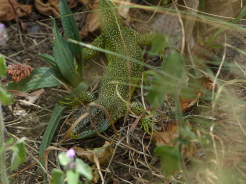 Western green lizard (Lacerta bilineata)