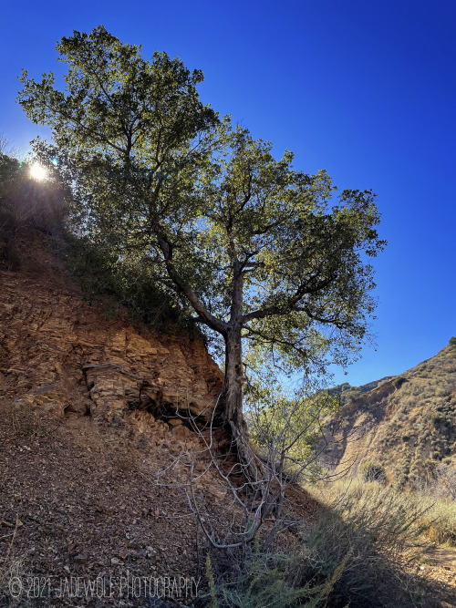 TenacityThis tree is growing straight out of the broken Modelo shale in the canyon.  It clings not t