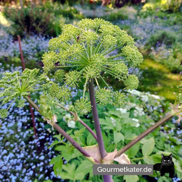 Angelica mit Blütenstand im Kräutergarten