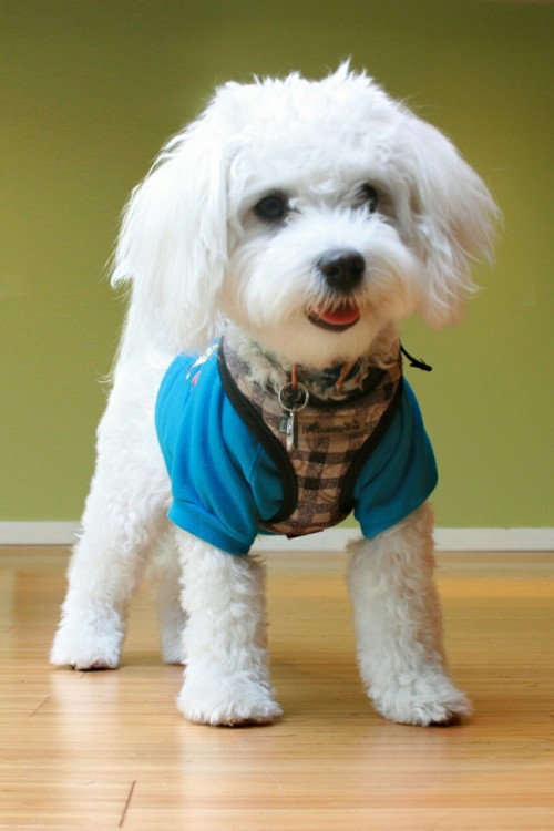 Mud Bay Belltown offered &ldquo;back to school&rdquo; photos for dogs last week.