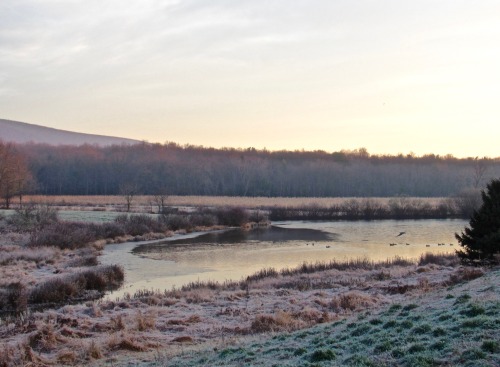 November pond with ducks and heron in flight.