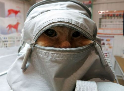 Ninja Cat…He knows no fear. He knows no danger. He knows nothing…