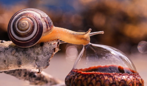 balladoftarby:  that snail looks so proud of itself in the last pic, like “hell yeah i drank the bubble, go me”