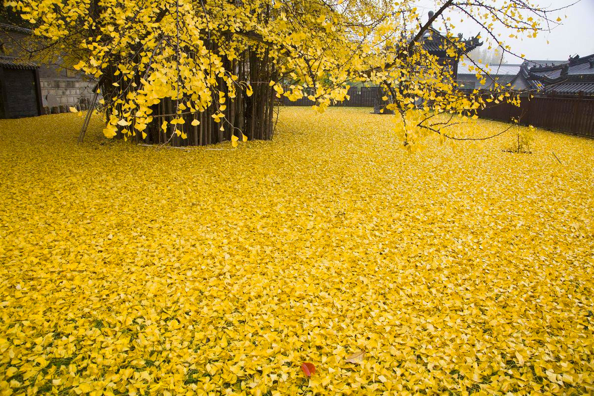 itscolossal:  An Ancient Chinese Ginkgo Tree Drops an Ocean of Golden Leaves