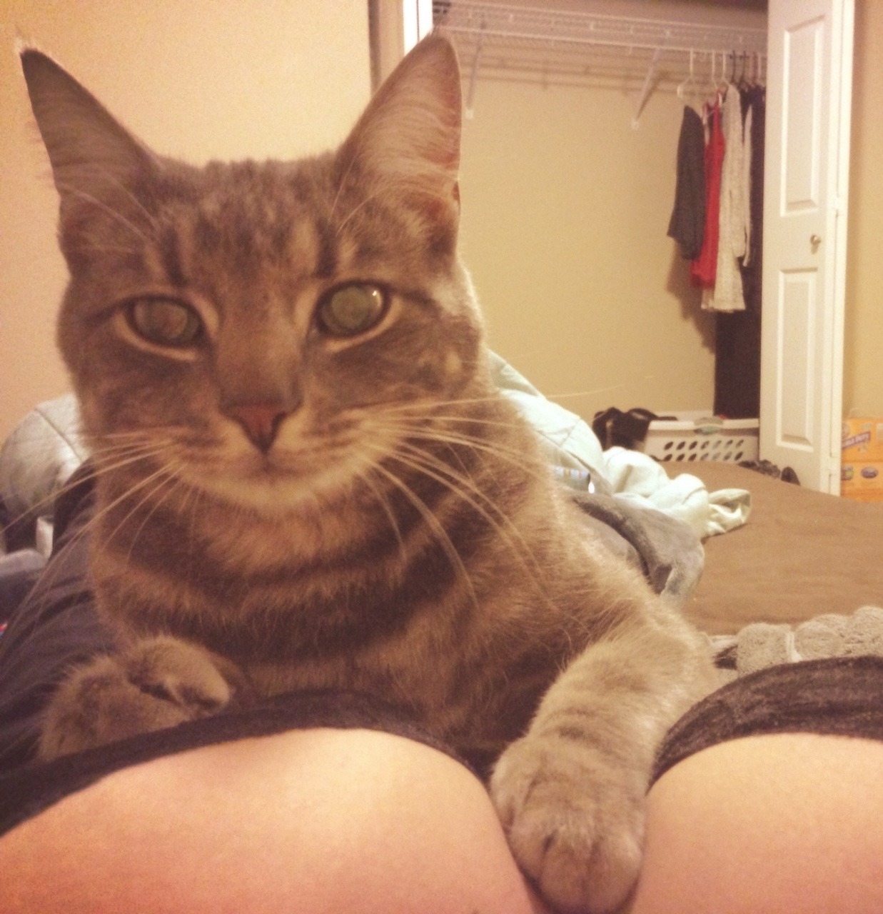hopeless37: Meet Leo. Ruler and protector of my boobs. 🐱 