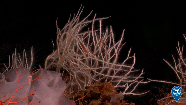 Asbestopluma monticola is a white, branched, predatory sponge. Their velcro-like structures (spicules) help to capture small prey that float by. The holotype was recovered from the summit of Davidson Seamount in 2006 using MBARI’s ROV Tiburon.