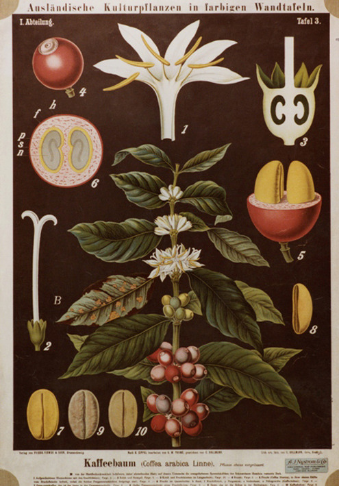 Coffee, Cacao, Peanuts, Sugar and Mango: German Botanical Teaching Posters, n.d. Botany Archives of 