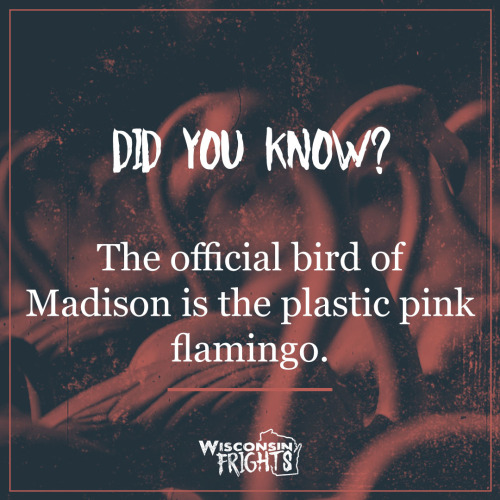 Happy Pink Flamingo Day!