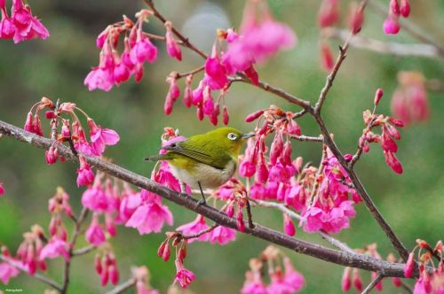 26 February 2021.  Mejiro (Japanese white-eye) on a sakura tree (Prunus campanulata type / カンヒザクラ)  