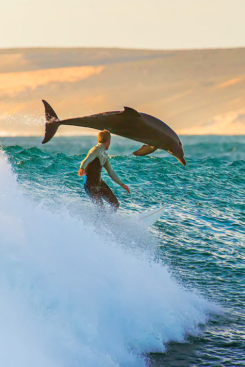 highenoughtoseethesea:  Photographer: Matt Hutton The location: Kalbarri, a small town in Western Australia. The time of day: 5:09 p.m. Gear: Canon 5D MKIII, 70-200mm f/2.8 IS USM II lens with a x2 II extender, giving a focal length of 140-400mm. EXIF