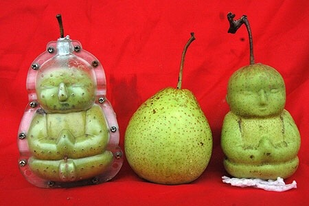 fruitsoftheweb:“Chinese farmer Hao Xianzhang has perfected the process of growing pears inside Buddh