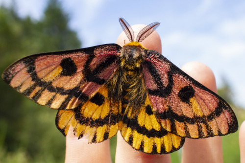 onenicebugperday:Western sheep moth,Hemileuca eglanterina, SaturniidaeFound in the western United St