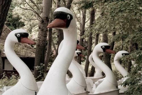 The Swans of Spreepark