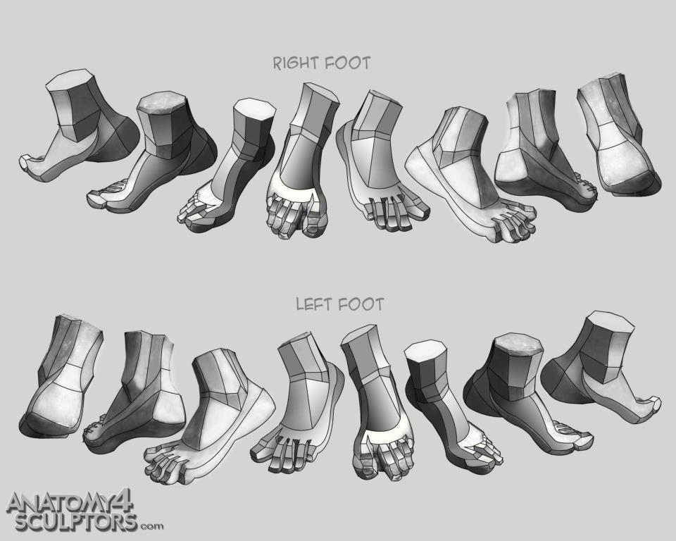 fucktonofanatomyreferences:  fucktonofanatomyreferences:  An orgasmic fuck-ton of