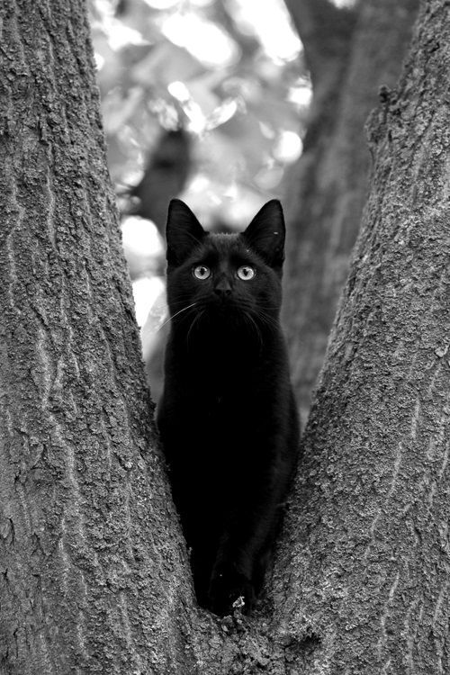 catsbeaversandducks:  Black Cats are Good Luck Photos via Pinterest 