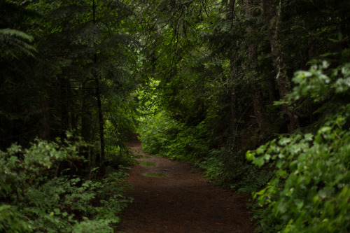 lobo-de-luna: Nice rainy wet day (too wet) Liberty Creek trail, Washington 6-25-14