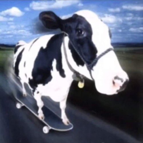 Vaca No Skate Pose Radical