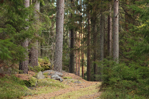 skogsväg