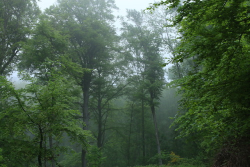 A foggy day at the local forest by 90377Instagram | Etsy Shop