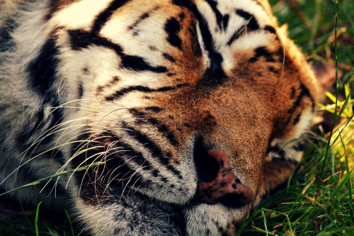 Amur Tiger