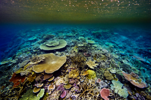 thelovelyseas:  A coral reef of Plate and Staghorn coral beneath a rainforest island by Jason Edwards