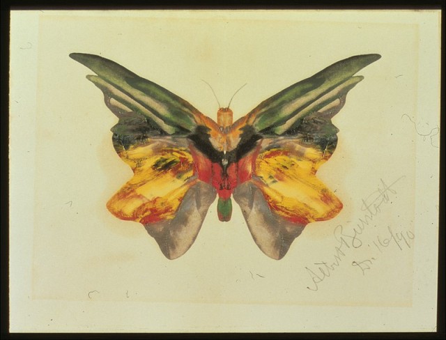 Painting of a butterfly with green and yellow orange wings.