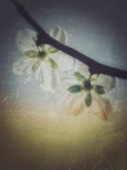 joyforachel: watching spring spreading like lovers blessing the world with love
