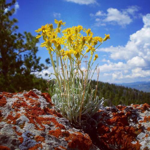 indefenseofplants:A Senecio nestled between two lichen-covered boulders in the foothills of the Wind
