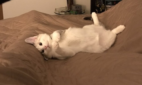 owljolson:tim tam slam is an extremely photogenic kitten