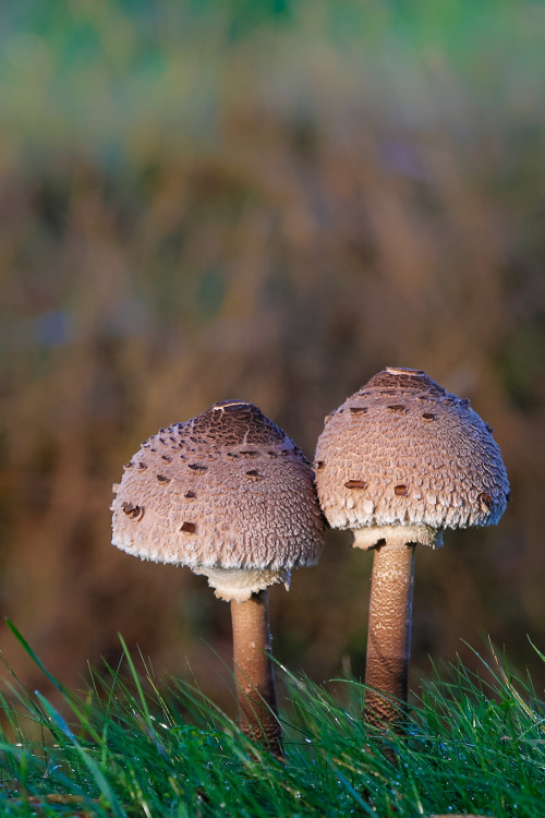 blooms-and-shrooms: Pilz by showmodel