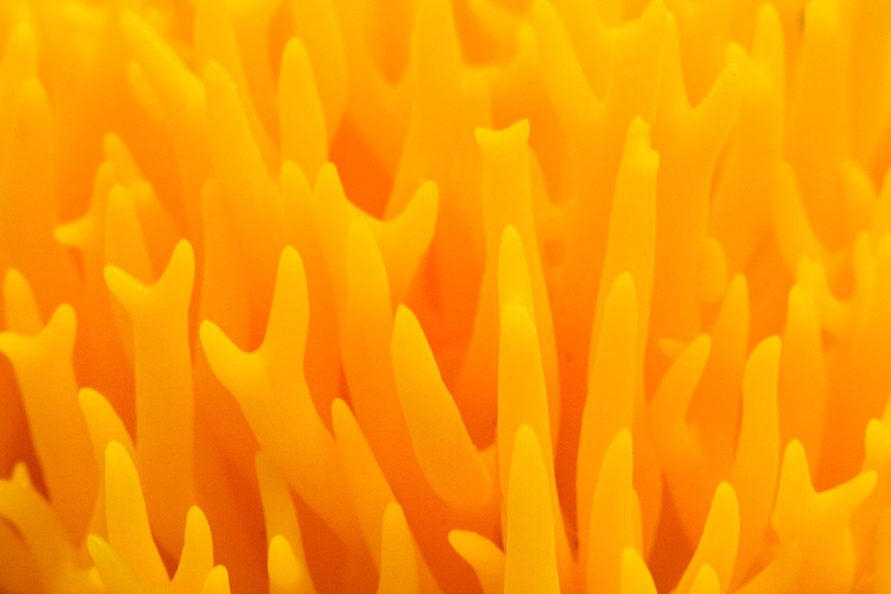 baetology:  orange moods // @slightlycoolemma 
