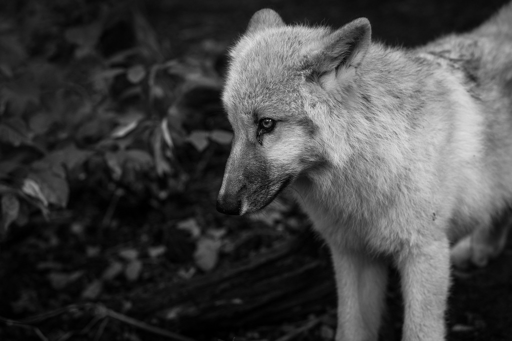 elegantwolves:  by qnze