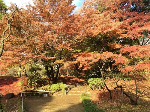 小石川後楽園 (Koishikawakorakuen, Bunkyo-ku, Tokyo)