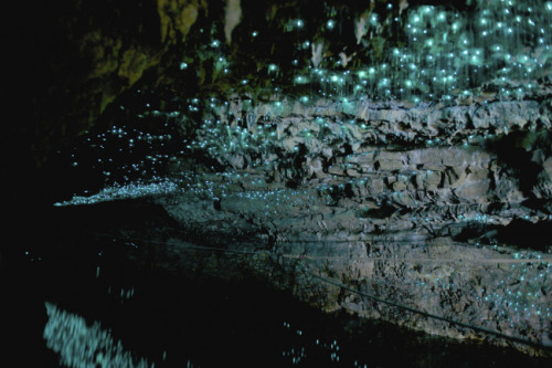 conflictingheart - the waitomo caves of new zealand’s northern...