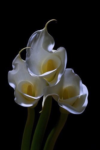 Lilies ♡