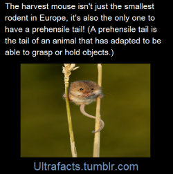 ultrafacts: Source  Follow Ultrafacts for