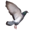 feralpigeonthoughts
