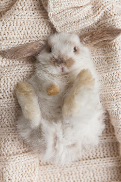 plasmatics-life:  Cute Bunny ~ By Amanda  