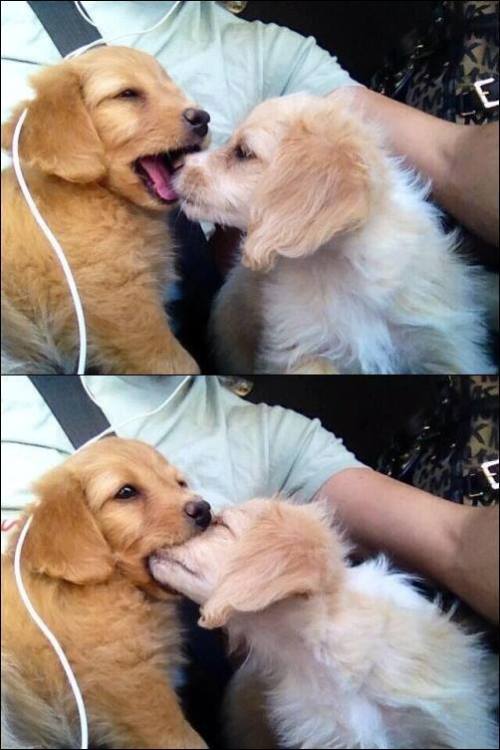 pollo-con-vodka:  ¿Recuerdan su primer beso?De seguro fue algo parecido a esto jaja =3