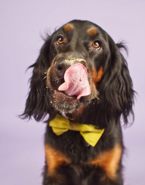 Working on getting my dogs more comfortable with the camera.