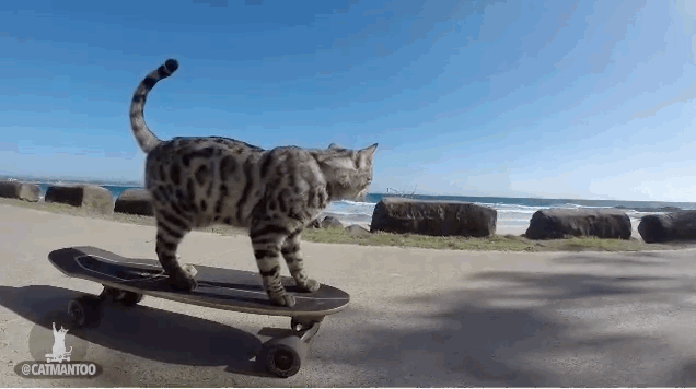 theverge:  These cats are so much cooler than the dogs they hang out with, it’s